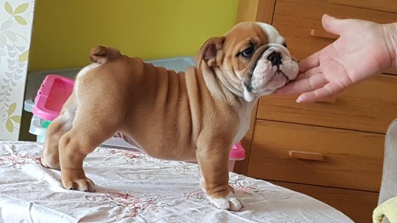 English Bulldog Puppies available Now. Image eClassifieds4u