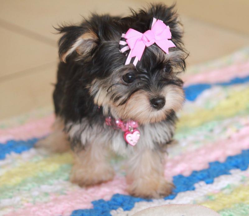 Two Morkie Puppies available Male/Female Text us at (760) 452-1721 for more update and new pics Image eClassifieds4u