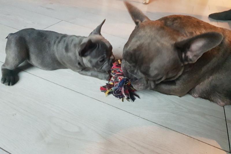 French Bulldog Puppies available now. Image eClassifieds4u