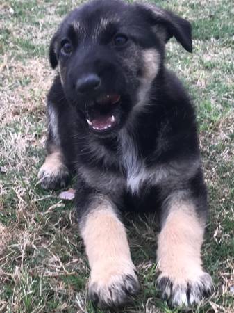 Sweet German Shepherd Puppies available. Image eClassifieds4u
