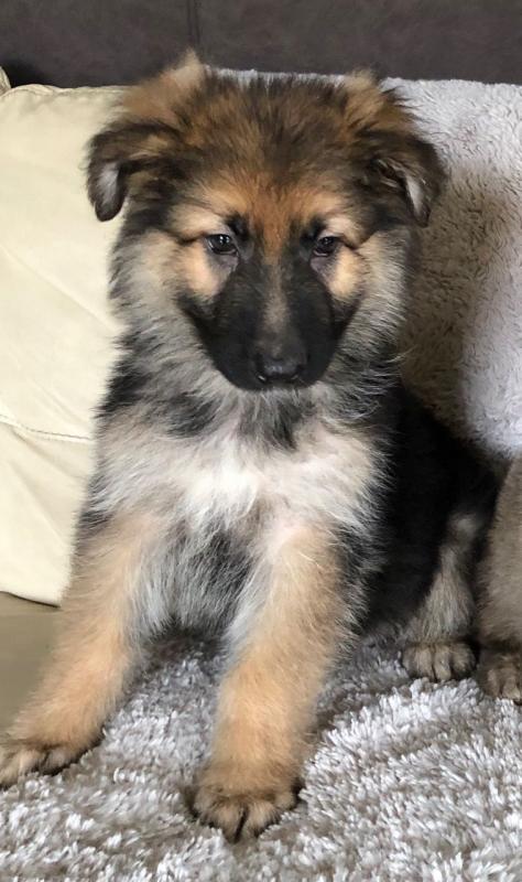 Sweet German Shepherd Puppies available. Image eClassifieds4u