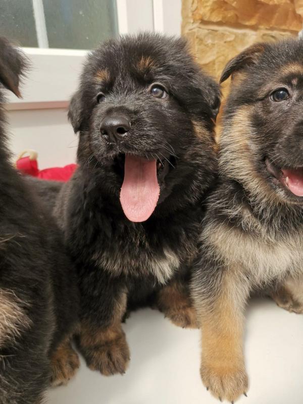 Sweet German Shepherd Puppies available. Image eClassifieds4u