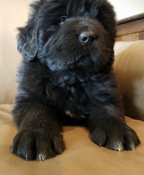 Gorgeous Newfoundland Puppies Male and Female Text only at (760) 452-1721 for more info and pics Image eClassifieds4u