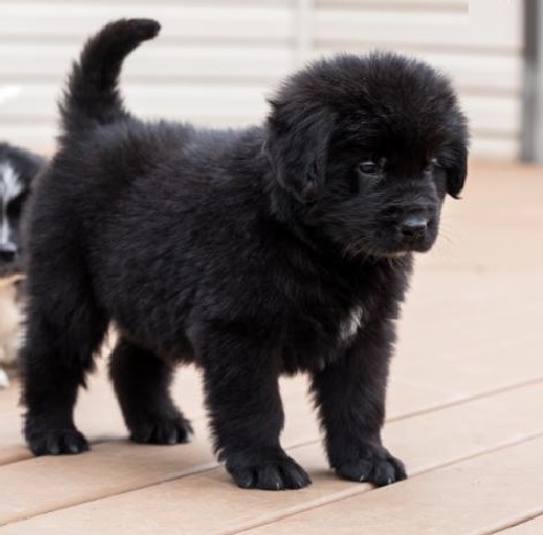 Gorgeous Newfoundland Puppies Male and Female Text only at (760) 452-1721 for more info and pics Image eClassifieds4u