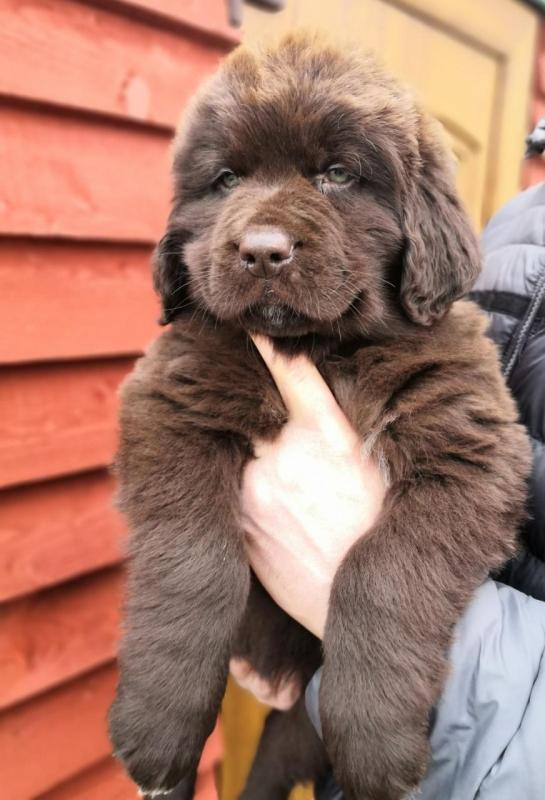 Gorgeous Newfoundland Puppies Male and Female Text only at (760) 452-1721 for more info and pics Image eClassifieds4u