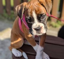 Available Boxer Puppies Ready Now. Image eClassifieds4u 3