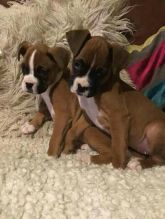 Available Boxer Puppies Ready Now. Image eClassifieds4u 2