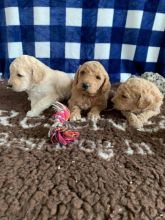 Best Golden Retriever Puppies ready now. Image eClassifieds4u 3