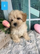 Best Trained apoo Puppies available now. Image eClassifieds4u 2