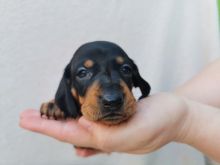 Black & Tan Smooth Hairs Dachshund Puppies Text for more info and pics at (760) 452-1721 Image eClassifieds4u 4