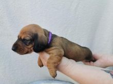 Black & Tan Smooth Hairs Dachshund Puppies Text for more info and pics at (760) 452-1721 Image eClassifieds4u 3