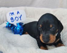 Black & Tan Smooth Hairs Dachshund Puppies Text for more info and pics at (760) 452-1721 Image eClassifieds4u 1