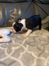 Boston Terrier Puppies Ready Image eClassifieds4u 3