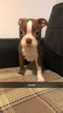 Boston Terrier Puppies Ready Image eClassifieds4u 2