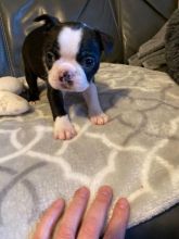Boston Terrier Puppies Ready Image eClassifieds4u 1