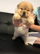 Chow Chow Puppies Available Now. Image eClassifieds4u 3