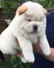Chow Chow Puppies Available Now. Image eClassifieds4u 2