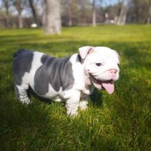 English Bulldog Puppies available Now. Image eClassifieds4u 3