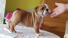 English Bulldog Puppies available Now. Image eClassifieds4u 2