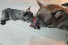 French Bulldog Puppies available now. Image eClassifieds4u 4