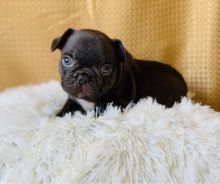 French Bulldog Puppies available now. Image eClassifieds4u 3