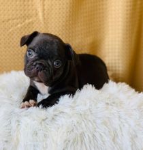 French Bulldog Puppies available now. Image eClassifieds4u 2