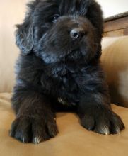 Gorgeous Newfoundland Puppies Male and Female Text only at (760) 452-1721 for more info and pics Image eClassifieds4u 4