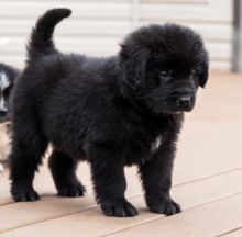 Gorgeous Newfoundland Puppies Male and Female Text only at (760) 452-1721 for more info and pics Image eClassifieds4u 3