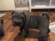 Kc Registered Tan Pointed Shar-pei Puppies TEXT only for more info and new pics...(760) 452-1721 Image eClassifieds4u 3