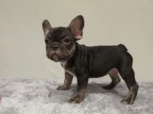 Male and Female French Bulldog Pups Text only (760) 452-1721 for more info and new pics Image eClassifieds4u 4