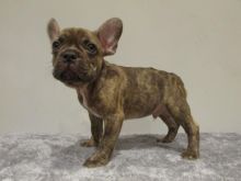Male and Female French Bulldog Pups Text only (760) 452-1721 for more info and new pics Image eClassifieds4u 1