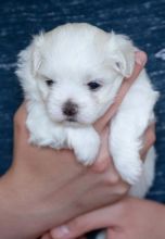 Maltese Puppies available ready now. Image eClassifieds4u 3