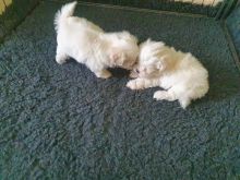 Maltese Puppies available ready now. Image eClassifieds4u 1