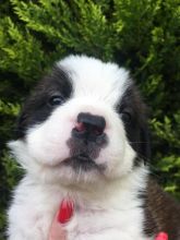 Outstanding St Bernard Puppies male and female Text now for more info and pics (760) 452-1721 Image eClassifieds4u 4