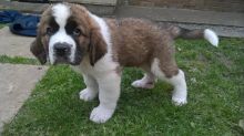 Outstanding St Bernard Puppies male and female Text now for more info and pics (760) 452-1721 Image eClassifieds4u 2
