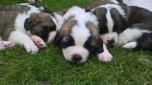 Outstanding St Bernard Puppies male and female Text now for more info and pics (760) 452-1721 Image eClassifieds4u 1