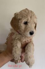 Premier Quality F1 Standard Goldendoodle Puppies TEXT (760) 452-1721 FOR more pics and update Image eClassifieds4u 2