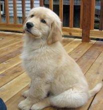 Very Playful Male and Female Golden Retriever Puppies Available Image eClassifieds4u 2