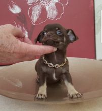 Well Trained Chihuahua Puppies Available. Image eClassifieds4u 4
