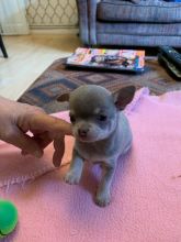 Well Trained Chihuahua Puppies Available. Image eClassifieds4u 2