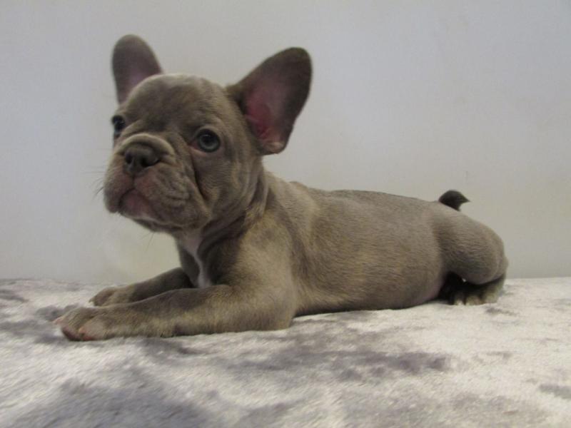 Male and Female French Bulldog Pups Text only (760) 452-1721 for more info and new pics Image eClassifieds4u
