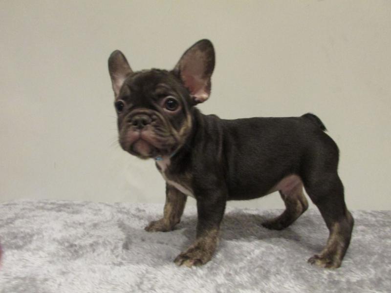 Male and Female French Bulldog Pups Text only (760) 452-1721 for more info and new pics Image eClassifieds4u