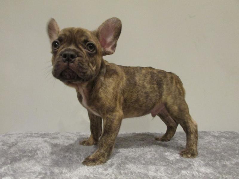 Male and Female French Bulldog Pups Text only (760) 452-1721 for more info and new pics Image eClassifieds4u