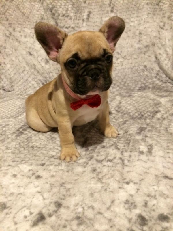 Male and Female French Bulldog Pups Text only (760) 452-1721 for more info and new pics Image eClassifieds4u