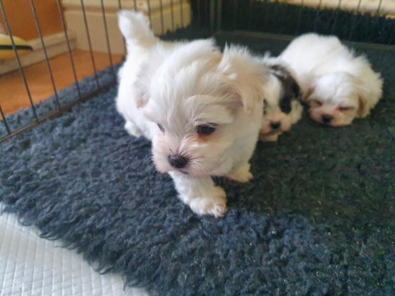 Maltese Puppies available ready now. Image eClassifieds4u