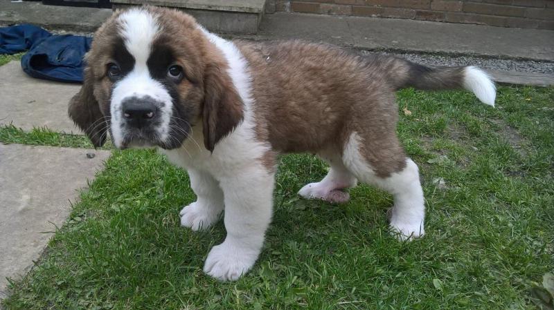 Outstanding St Bernard Puppies male and female Text now for more info and pics (760) 452-1721 Image eClassifieds4u