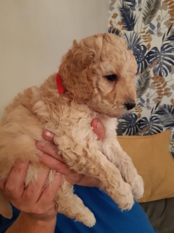 Premier Quality F1 Standard Goldendoodle Puppies TEXT (760) 452-1721 FOR more pics and update Image eClassifieds4u