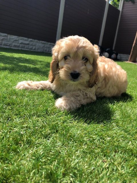Red And Gold apoo Puppies For Sale Text only (760) 452-1721 for more info and pics Image eClassifieds4u