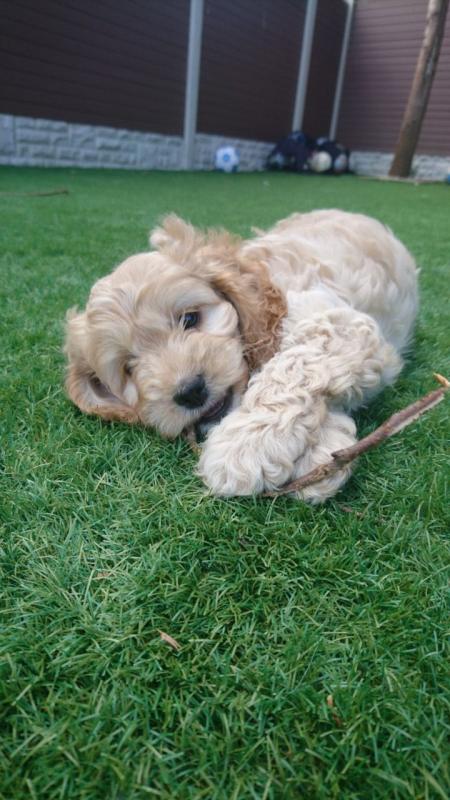 Red And Gold apoo Puppies For Sale Text only (760) 452-1721 for more info and pics Image eClassifieds4u