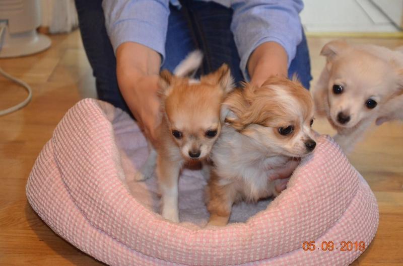 Well Trained Chihuahua Puppies Available. Image eClassifieds4u